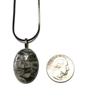 GP 38 - Crinoid Fossil