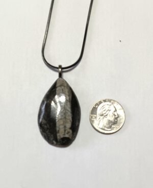 GP 39 - Orthoceras Fossil