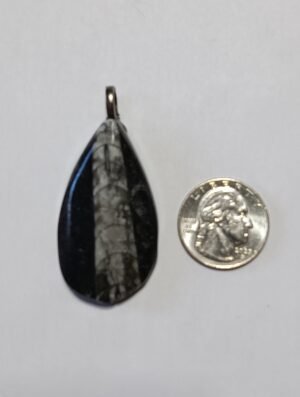 GP 47 - Orthoceras Fossil