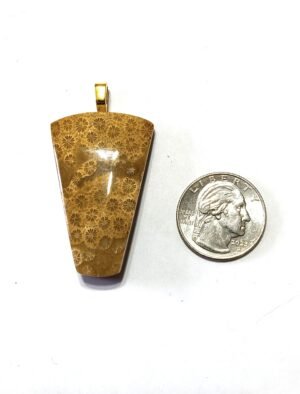 P 58 Fossilized Coral