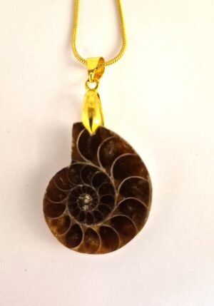 GP 49 Ammonite Fossil, 1.25” – 1.75”